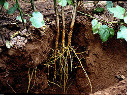Primary and secondary roots in a cotton plant
